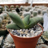 Gasteria glomerata