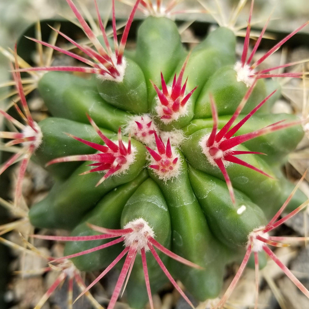 Ferocactus stainesii v. pilosus