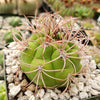 Gymnocalycium saglionis