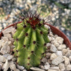 Organ Pipe Cactus ‘Stenocereus thurberi’