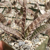 Gasteria verrucosa