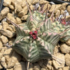 Euphorbia meloformis variegata