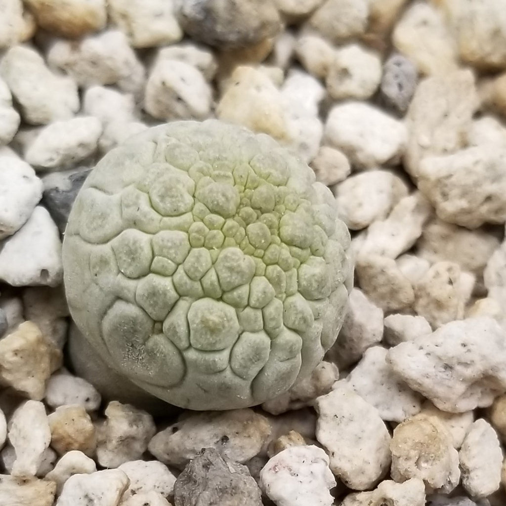 Pseudolithos eylensis