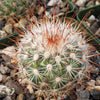 Mammillaria moelleriana