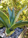 Variegated Smooth Agave - Agave desmettiana variegata