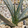 Saw Leaf Agave - Agave xylonocantha &