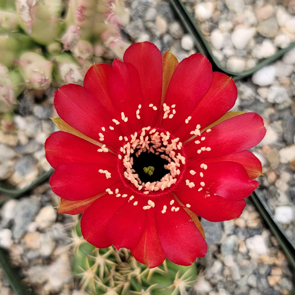 Lobivia pojoensis grandiflora