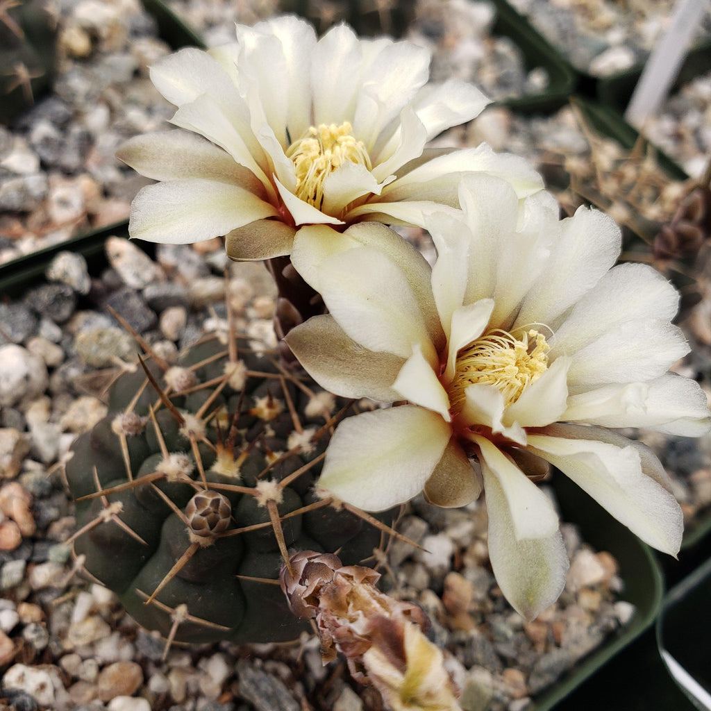 Gymnocalycium shroederianum longispinum