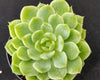 Echeveria lime n chile