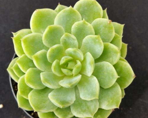 lime and chile succulent Echeveria lime n chile 4" Pot