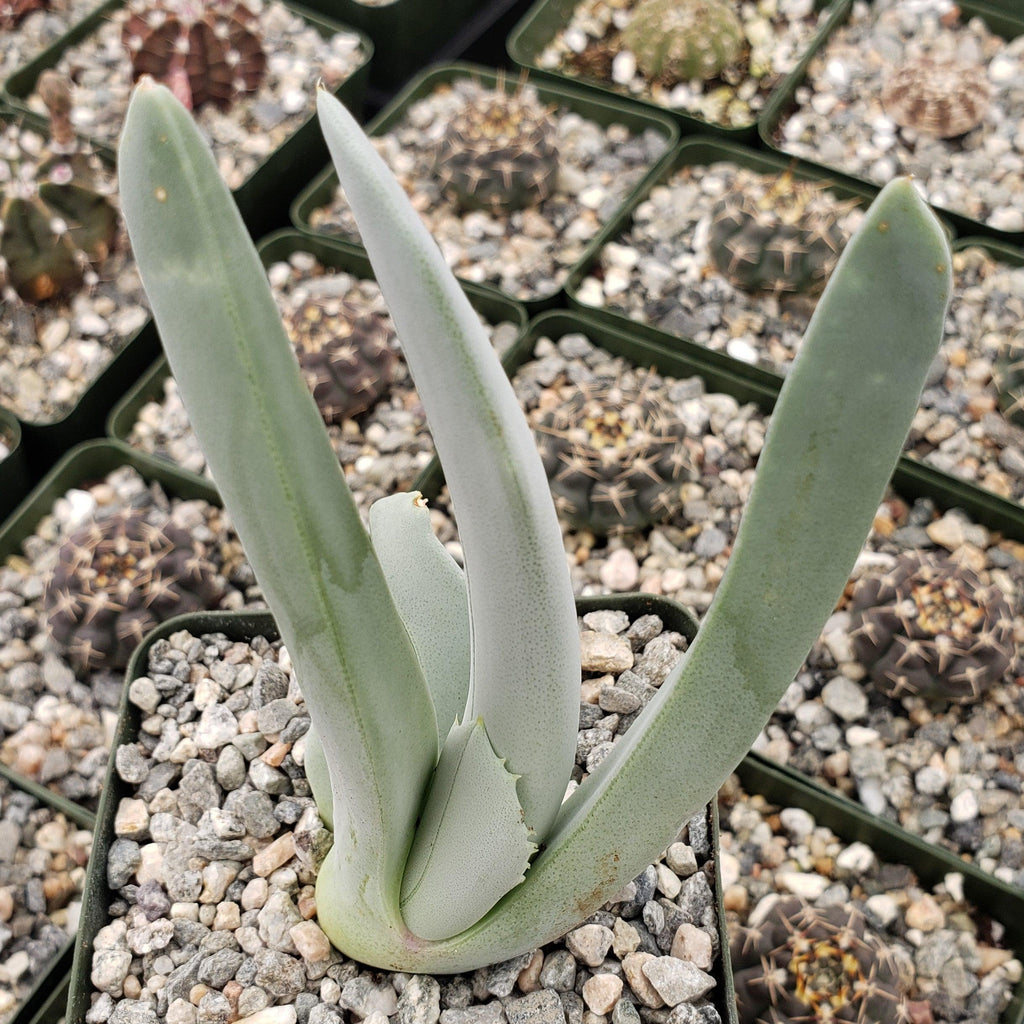 Cheiridopsis cigarettifera