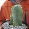 Cereus peruvianus spiralis twist