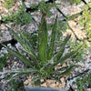 Agave filifera schidigera