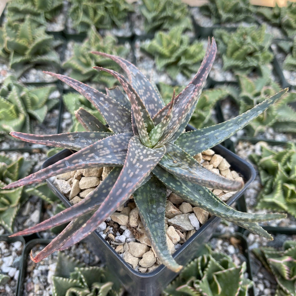 Aloe pictifolia