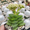 Crassula Spring Time