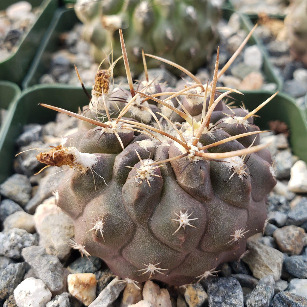 Neochilenia setosiflora