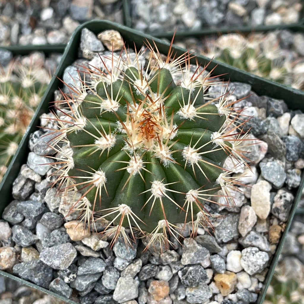 Melocactus guitartii