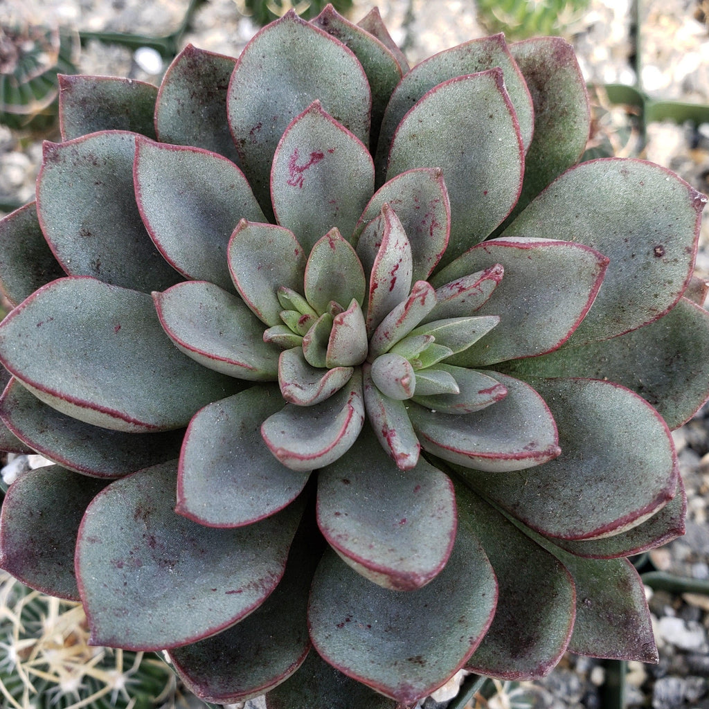 Echeveria moranii