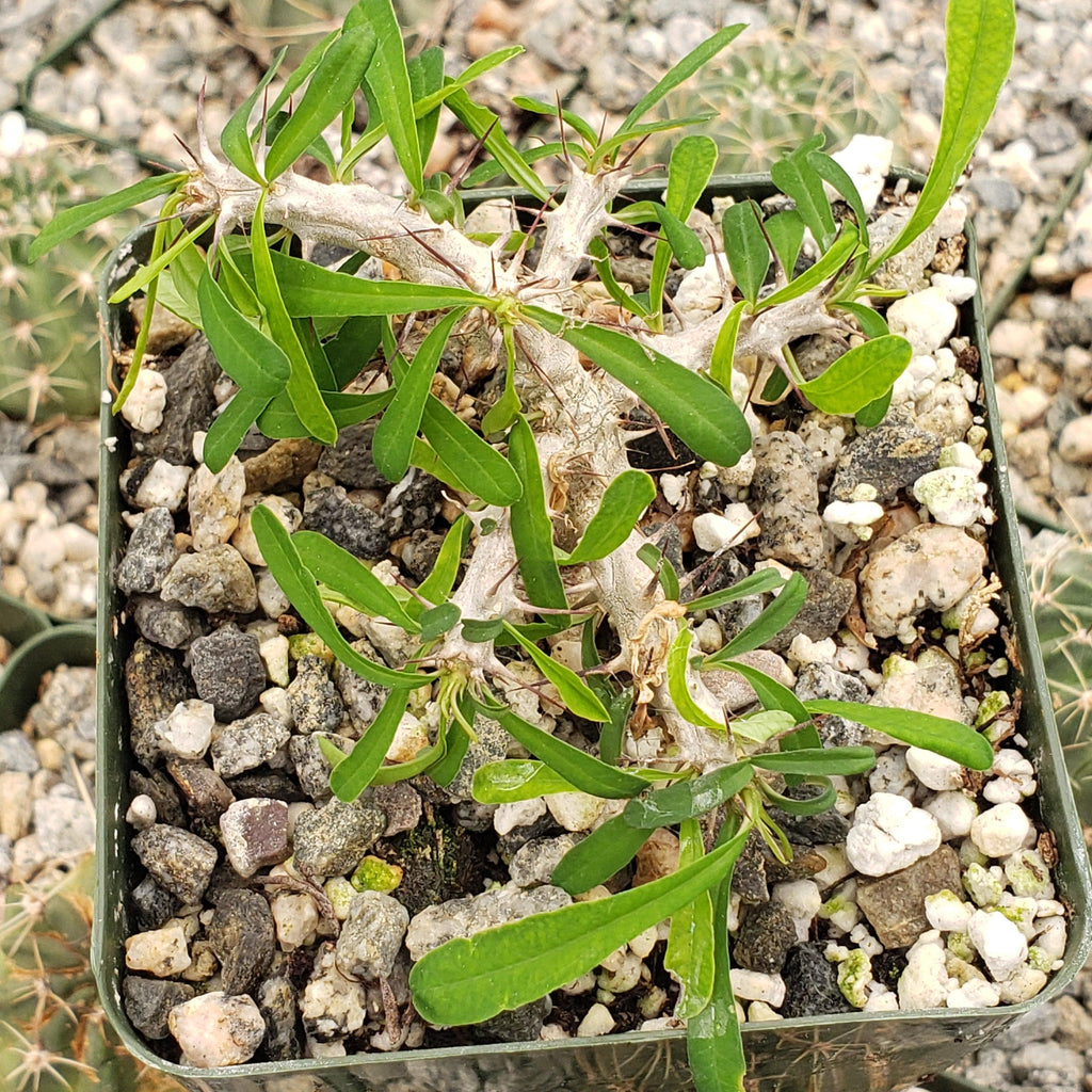 Euphorbia neobosseri