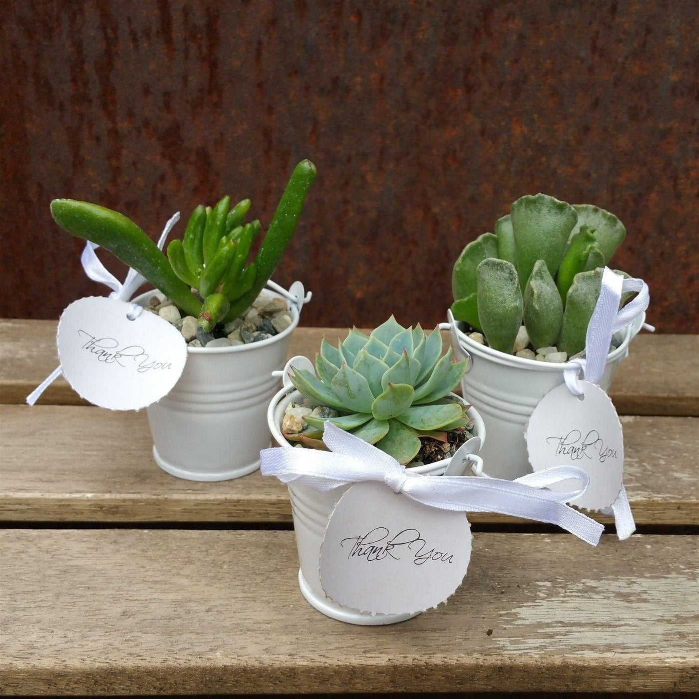 mini succulent decor 3 mini succulents in tin pails wedding or party favor arrangements – Planet Desert