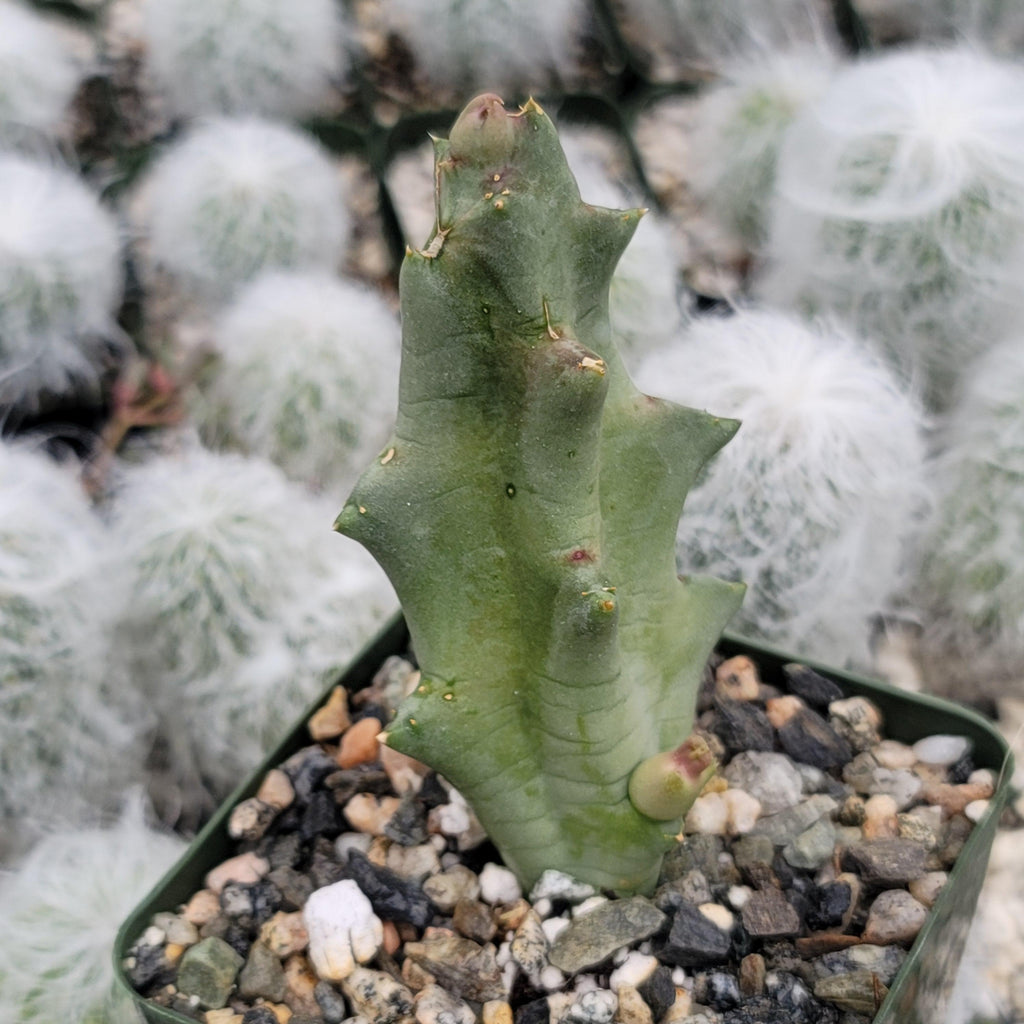 Caralluma melanacantha
