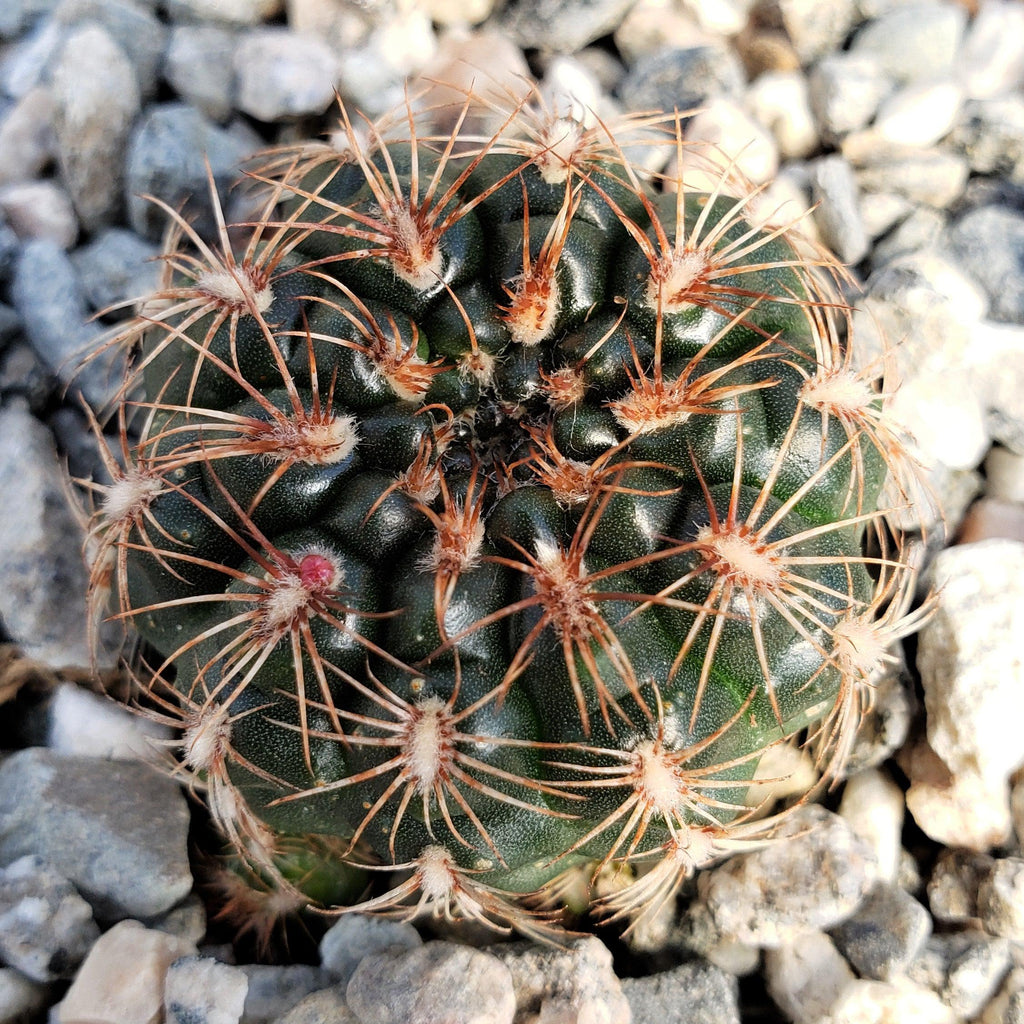 Gymnocalycium mesopotamicum