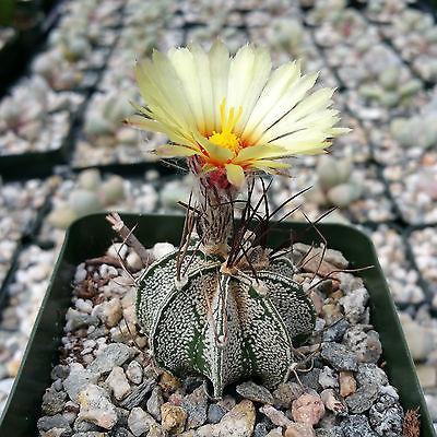 Astrophytum capricorne goats horns