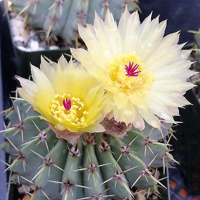 Notocactus buiningii