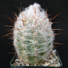 Old Man of the Mountain Cactus ‘Oreocereus trollii’