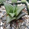 Haworthia veneosa tessellata