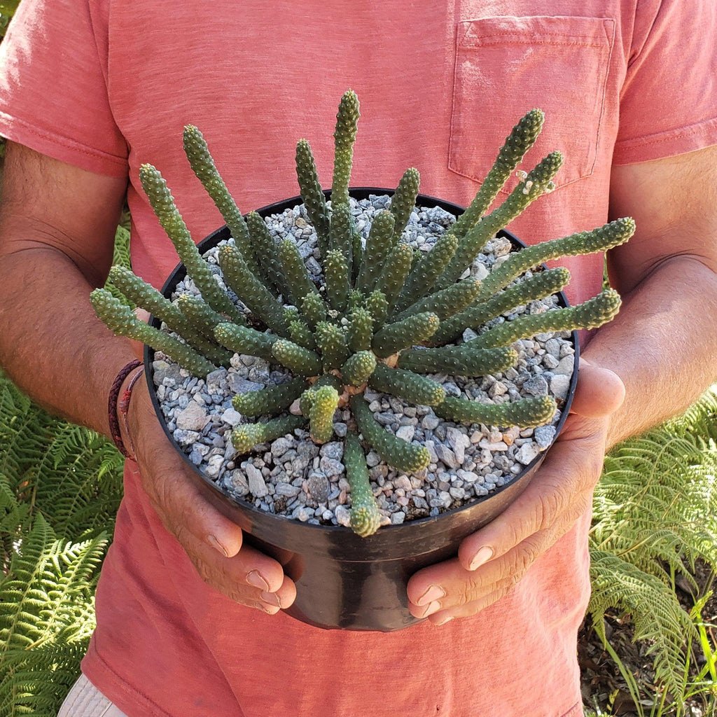 Euphorbia esculenta Large Specimen