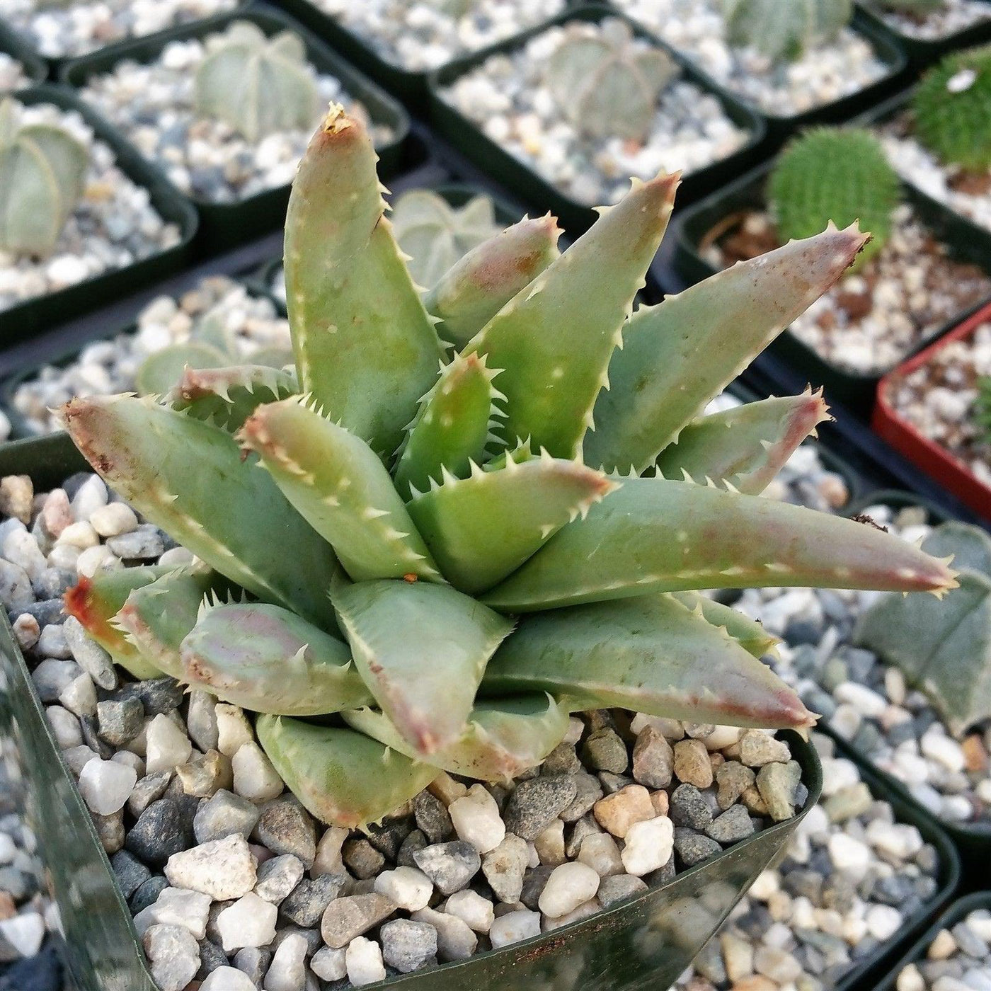 crocodile succulent Shop 'Crocodile Plant - Aloe brevifolia' Care and Growing Guide