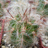 Old Man of the Andes Cactus -  Oreocereus celsianus