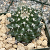 Mammillaria nejapensis silver arrows