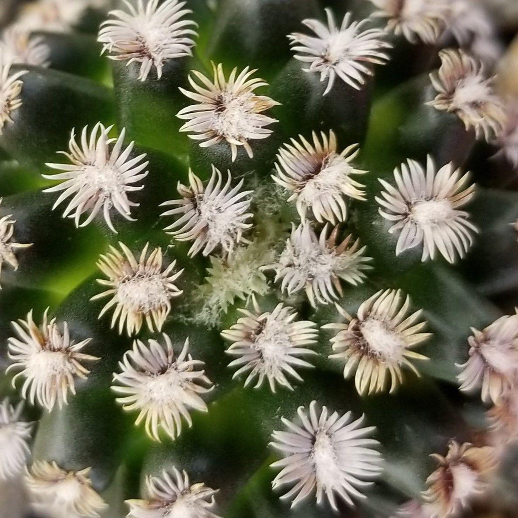 Mammillaria hernandezii