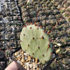 Purple Prickly Pear &