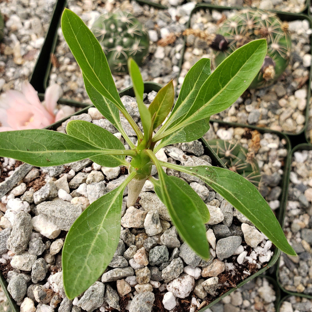 Fouquieria ochoterenae