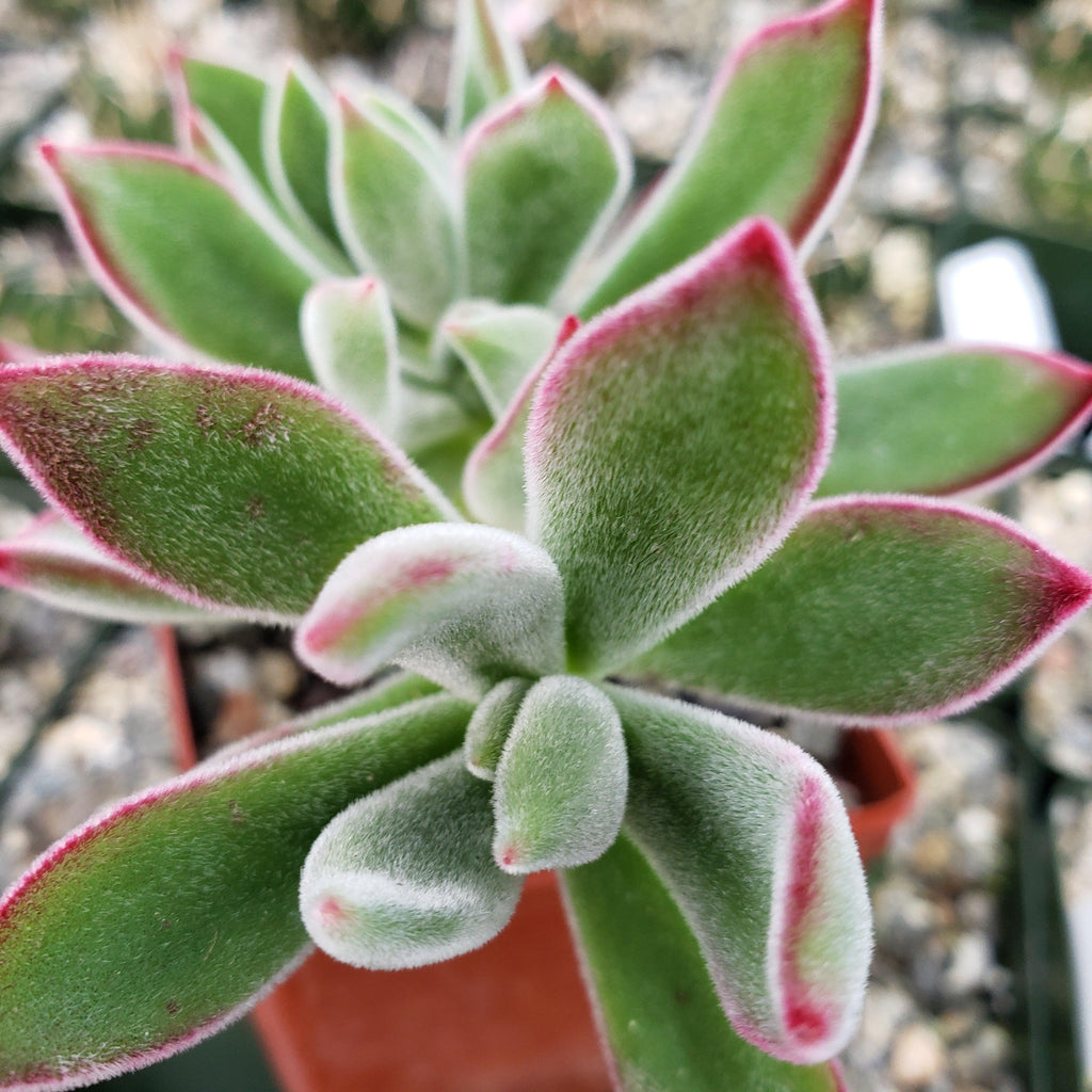 Ruby Slipper Succulent ‘Echeveria harmsii’
