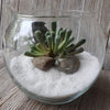 DIY succulent glass globe terrarium