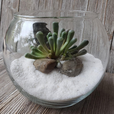 succulent snow globe DIY succulent glass globe terrarium – Planet Desert