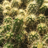 Echinocereus sanpedroensis