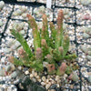 Stapelia orbea variegata star fish plant