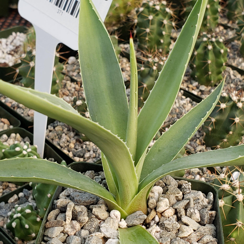 Agave angustifolia