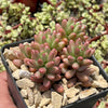 Pink Jellybean Succulent - Sedum rubrotinctum aurora