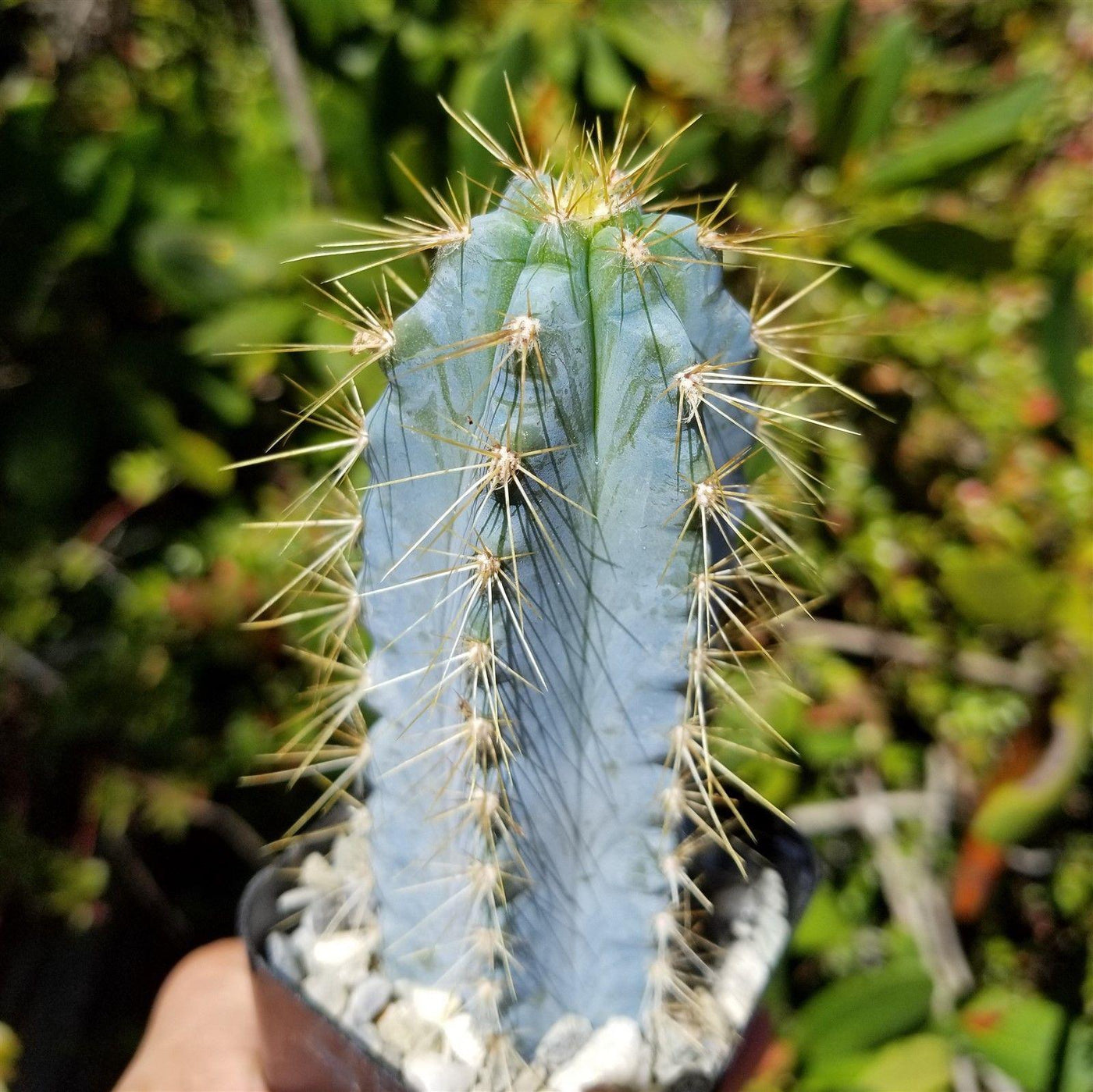 Cactus Azul Shop Brazilian Blue Cactus 'Pilosocereus azureus' | Fast Delivery ...