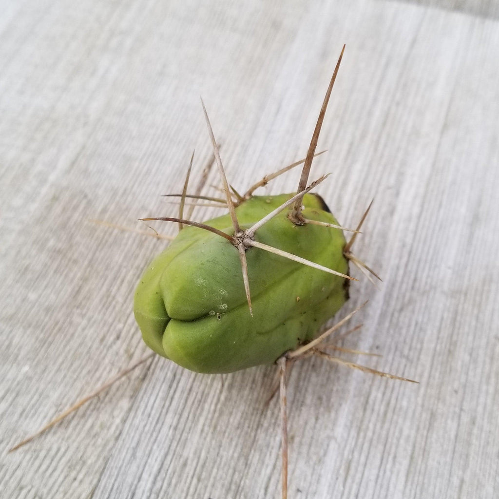Unrooted Cutting Trichocereus bridgesii Monstrose Penis Cactus