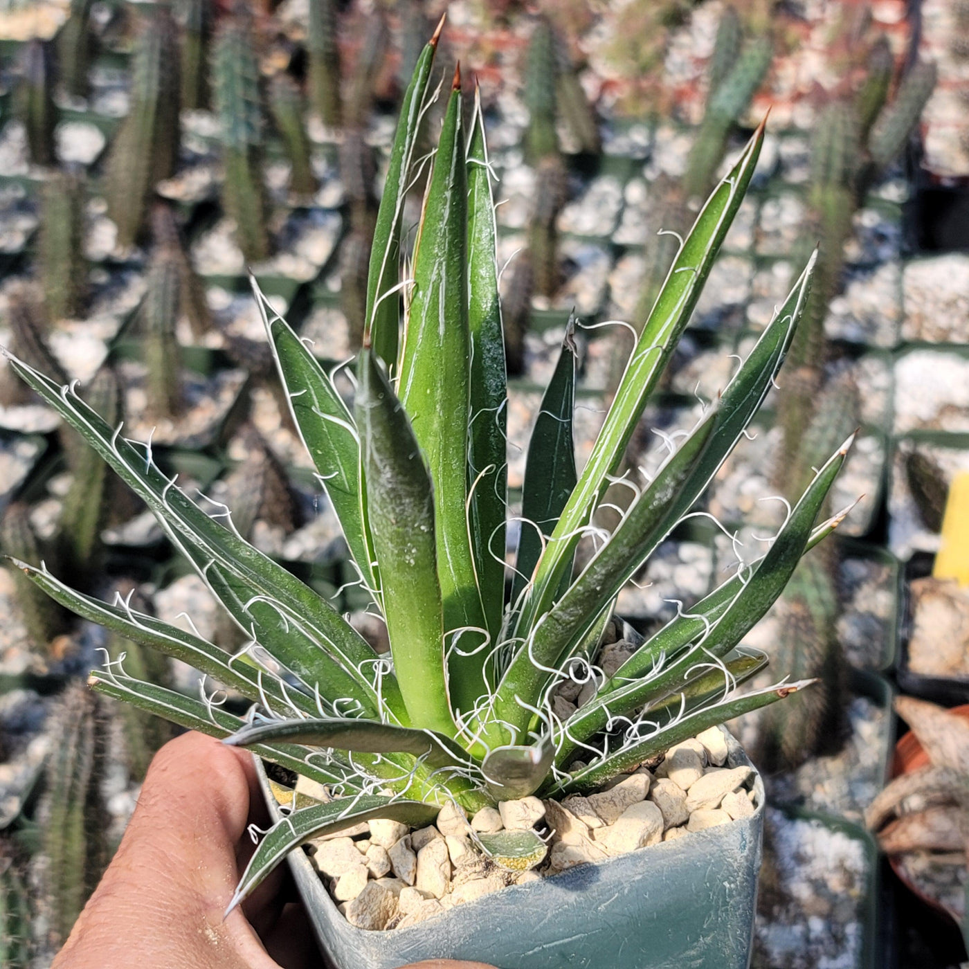 Agave filifera schidigera