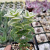 Crassula Perforata Variegata