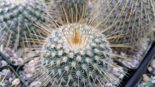 Mammillaria dixanthocentron