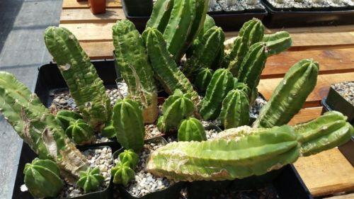 Echinocereus morricalii